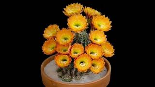 Coccineus cactus cactus flowers Echinocereus Coccineus spectacularvlogger shortvideo [upl. by Saunderson262]