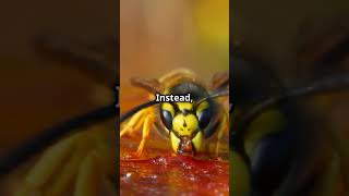 Bees vs Wasps Spot the Difference roblox [upl. by Pickford79]