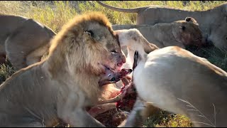 Big pride of lions hunts down a young impala and finishes it within a few minutes [upl. by Anirret]