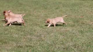 Labrador Retriever Puppies For Sale [upl. by Ut]