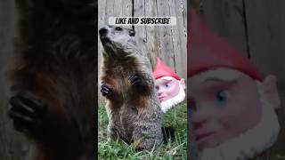 Anthony Versus the Gnome Revisited Round 2 groundhogs gnomes funny cute animals [upl. by Allison301]