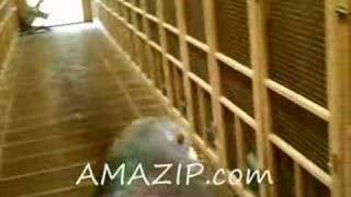 Pigeon Racing the Ultimate Racing Pigeon Auction [upl. by Nerraw]