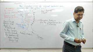 conduction of nerve signal L4 [upl. by Bendicty769]