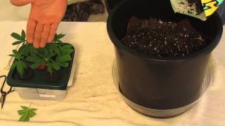 How to Quick and Easy Clone Transplant into Soil Grows [upl. by Atirat574]