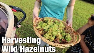 Harvesting Wild Hazelnuts Ep 32 [upl. by Catlaina662]