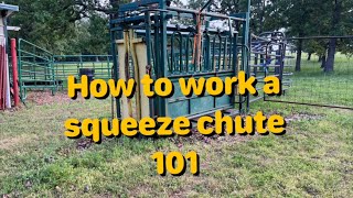 How to work a squeeze chute [upl. by Nrojb]