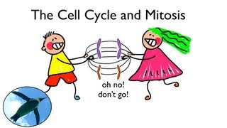 Cell Cycle and Mitosis [upl. by Crean393]