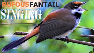 Rufous Fantail Call Bird Song Sound Noises [upl. by Rafaellle]