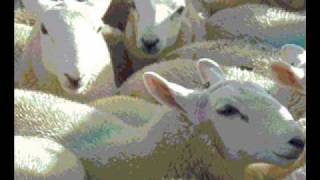 North Country Cheviot Lambs 2006 [upl. by Cosenza]