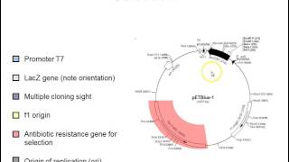 Plasmid vectors [upl. by Enirod]