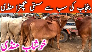 Khushab Cow Mandi  Sahiwal Cholistani Bachre Qurbani 2025  Global Village Farming [upl. by Gerrit]