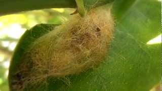 Tussock moth pupa [upl. by Teri]