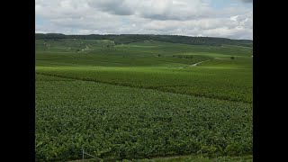 French Wine Country An Aerial View 🍇🇫🇷 [upl. by Alfonzo47]