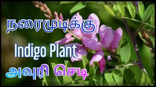 How to grow and uses of Indigo plant in tamil  Avuri plant  அவுரி செடி [upl. by Valsimot]