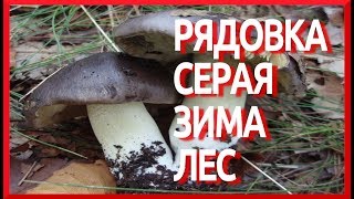 Грибы РЯДОВКА СЕРАЯ видео зимой Tricholoma portentosum [upl. by Notsob]