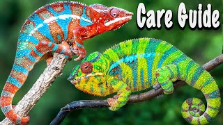 Panther Chameleons as Pets [upl. by Grose]