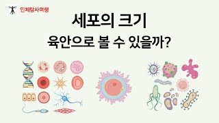 세포의 크기 육안으로 볼 수 있을까  세포의 평균 크기 20 마이크로미터 박테리아 세포의 110 바이러스 박테리아의 150 [upl. by Antonella]