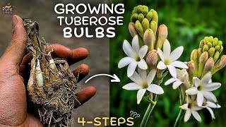 A Comprehensive Guide On Tuberose Plant Care 5 Tricks [upl. by Aneled692]