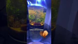 Stunning Blackwater planted aquarium  almond leaves  tannins water  fish aquarium fishtank [upl. by Ettigdirb]