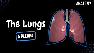 Lungs Function Parts Pleura amp Recesses  Anatomy [upl. by Nohsal]