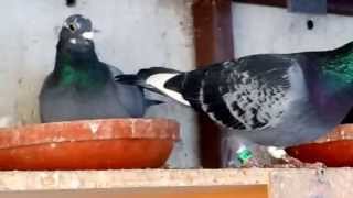 Racing Pigeons for Sale [upl. by Suzy]