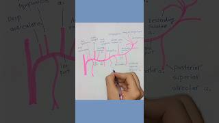 Maxillary Artery branches and origin anatomy humanbody artery vessels [upl. by Elokyn]