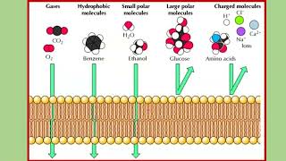 Membrane plasmique [upl. by Rosner329]