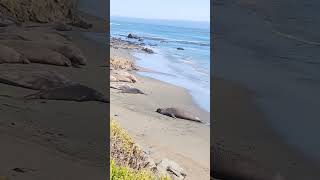 Wildlife Elephant Seal [upl. by Nnairrek]