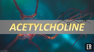 acetylcholine synthesis [upl. by Norine]