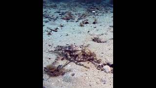 Rare Footage of Mating BlueRinged Octopuses [upl. by Suhpesoj]