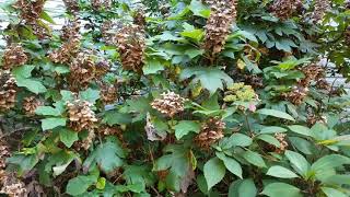 Collecting Seeds from Oak Leaf Hydrangea [upl. by Sheff122]