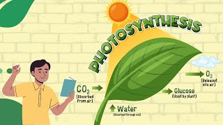 What is Photosynthesis Process Equation and Importance [upl. by Laamaj417]