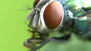 Blaue Schmeissfliege Calliphora vomitoria  Macro Movies [upl. by Treb]