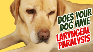 Laryngeal Paralysis Sounds and Natural Remedies [upl. by Zetrauq327]