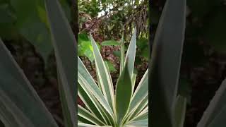 Agave angustifolia var marginata [upl. by Harpole417]