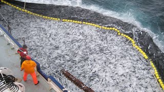 Amazing Big Catch Thousands Tons Fish With Modern Big Boat  Giant Net Fishing on the sea [upl. by Bach]