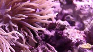 Episode 27  Introducing a new clownfish to an existing tank [upl. by Grearson]