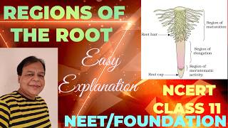 Class 11  Regions of Root  Morphology of Flowering PlantsTutorial with detailed explanation [upl. by Airom638]