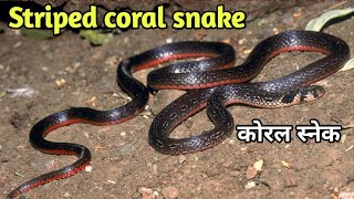 Striped coral snake documentary Black coral snake A to Z information coralsnake coral snake [upl. by Aihsak545]