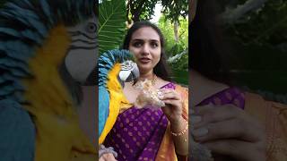 Macaw Parrot Eats Puthareku Sweet [upl. by Rexanna428]