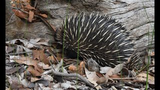 Echidna Foraging In The Woods [upl. by Ress]