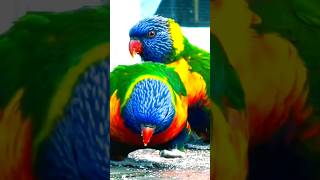 Rainbow Lorikeet Parrot pecking and eating grains shorts nature birds [upl. by Helbonnas]