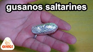 gusanos saltarinesinvento entretenido para niños [upl. by Tedie868]