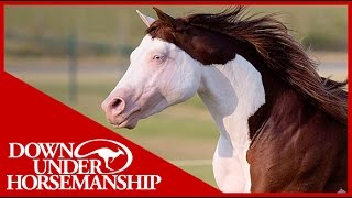 Clinton Anderson Presents Titan a Legend in the Making Lesson 5 Part 2  Downunder Horsemanship [upl. by Ylrebmic318]