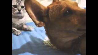 Cats slapping and punching dogs  Funny cat amp dog compilation [upl. by Lalla]