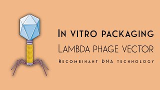 In vitro packaging using λphage  Recombinant DNA technology  Akash Mitra [upl. by Ahseyt]