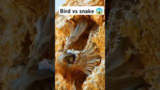 Bird vs snake 😱mahadev snake birds nature [upl. by Gant521]