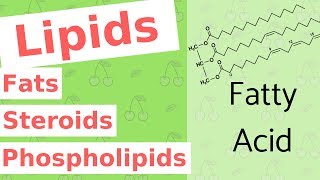 Lipids  Fats Steroids and Phospholipids  Biological Molecules Simplified 4 [upl. by Magdau965]