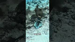 Are Octopuses Really From Earth fulidhoodivemaldives shorts [upl. by Jemima872]