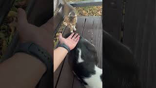 The baby stray cat is starting to accept me [upl. by Gamber396]